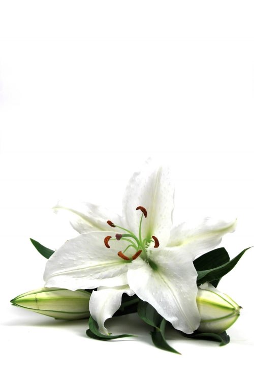 /bien-etre/18670-corolle-de-fleur-blanche-et-boutons/|Code de la commande: TPFR18670 - Corolle de fleur blanche et boutons